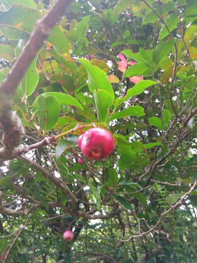 Syzygium 3