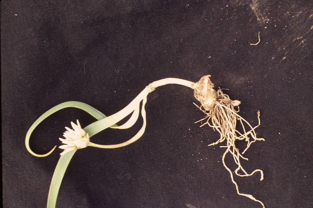 Aglio 7