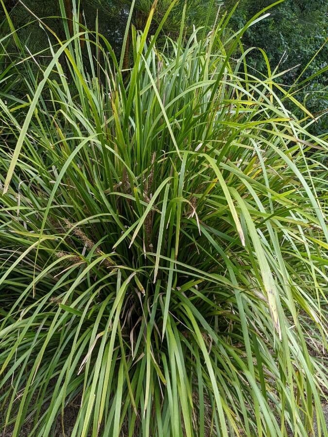 Lomandra spinosa 6