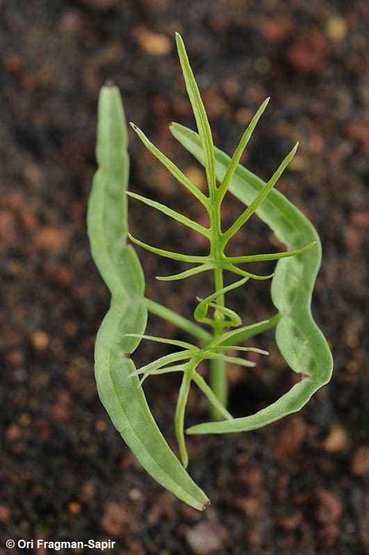 Ipomoea quamoclit 2