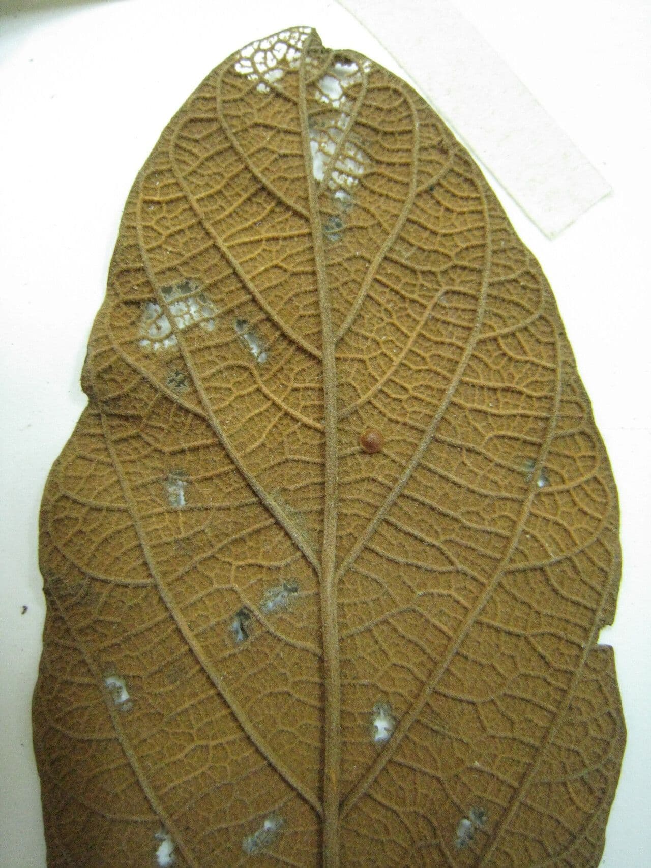 Sterculia 6
