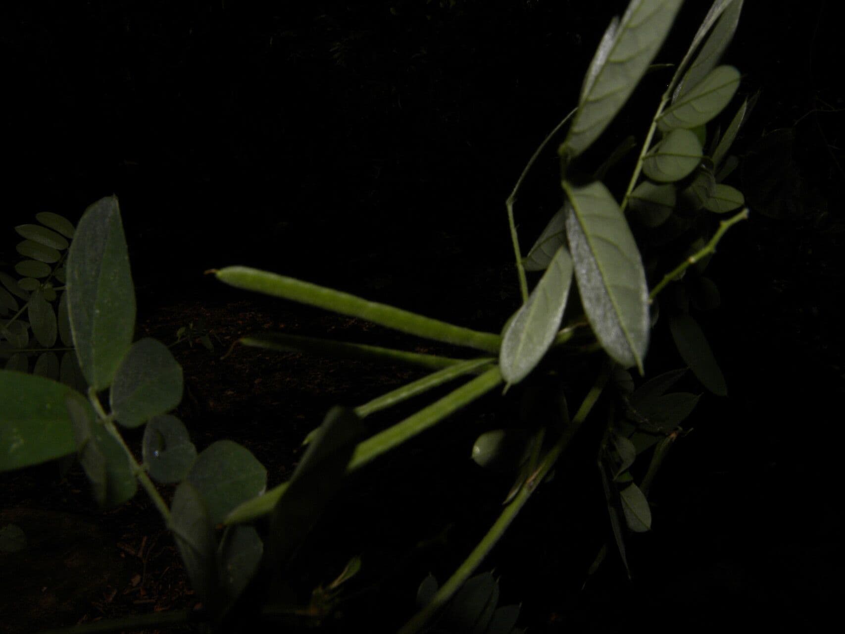 Coursetia caribaea 3