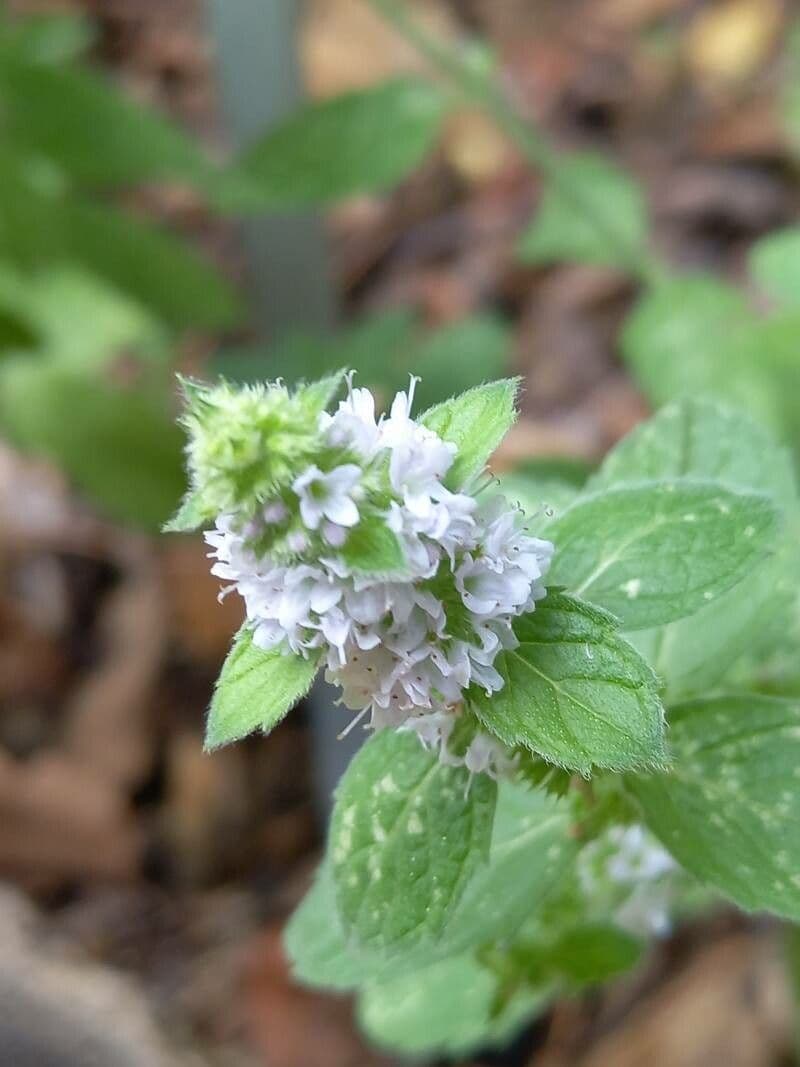 Menta canadese