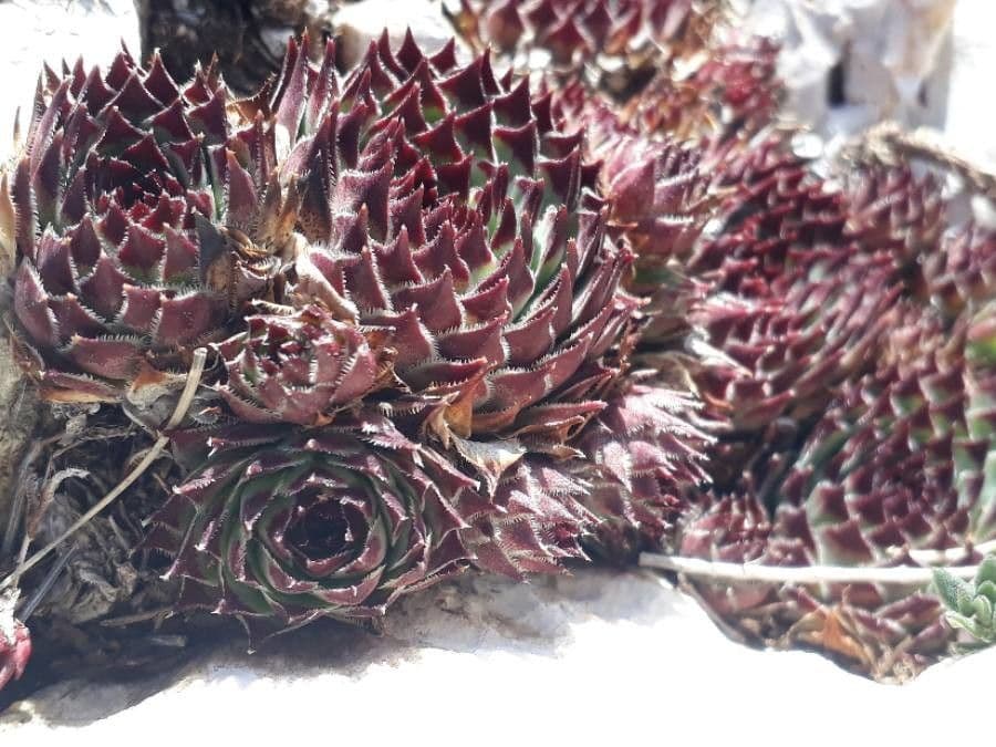 Semprevivo maggiore 4