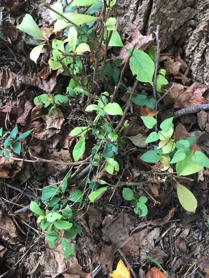 Lindera benzoin 20