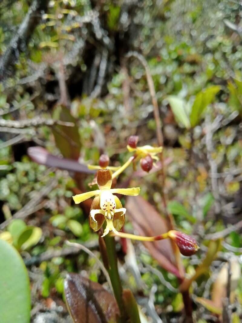 Epidendrum 5