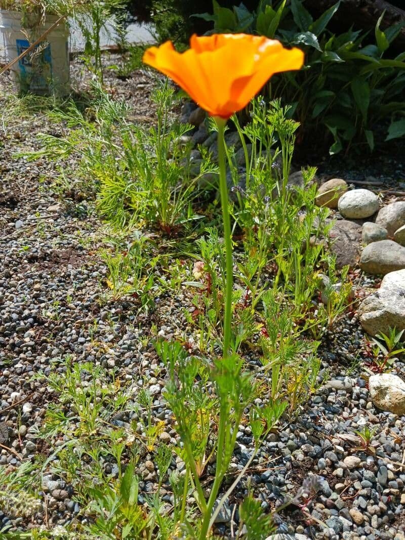 Esparsette-Mohn 10