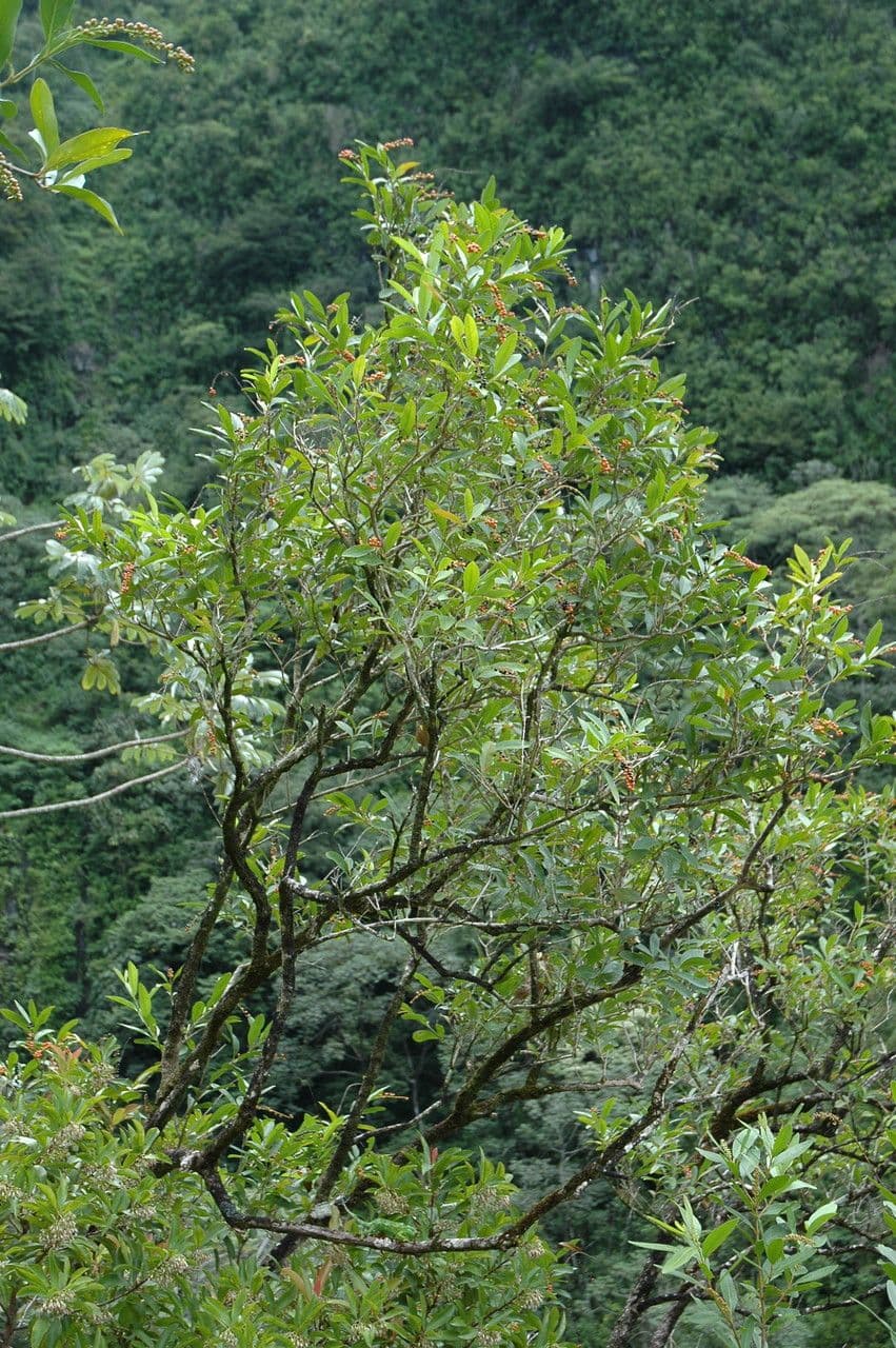 Citharexylum à queue 15