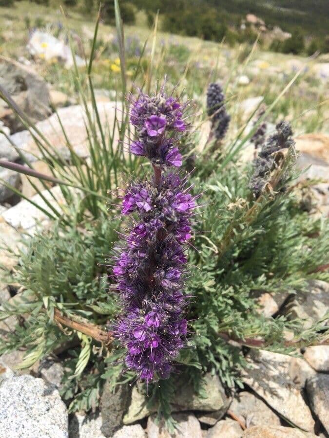 Facelia setosa 5