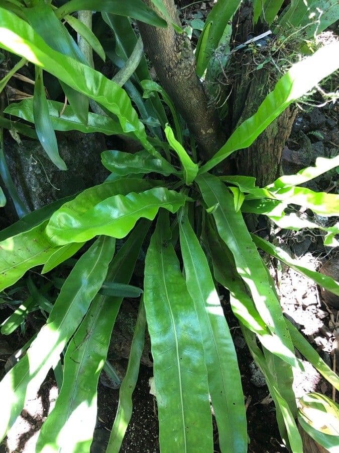 Microsorum puncté 6