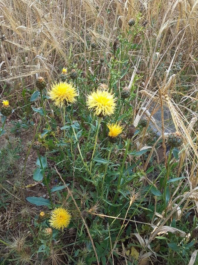 Centaurea collina 14
