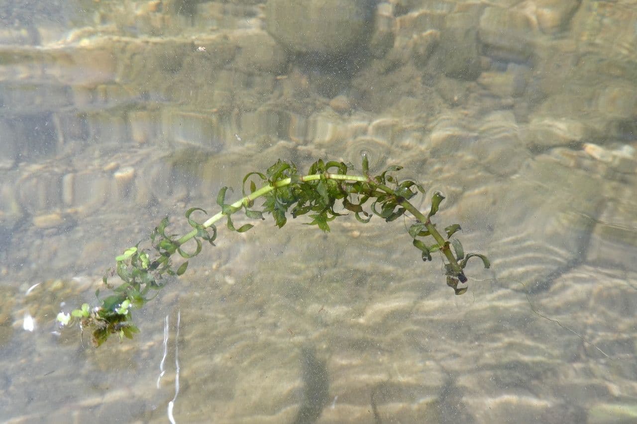 Schmalblättrige Wasserpest 12