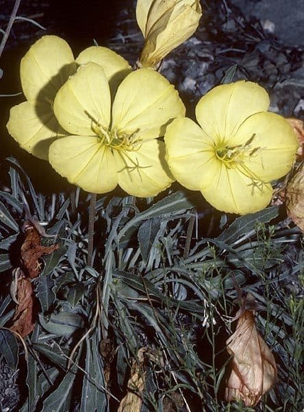 Enagra di Howard 6