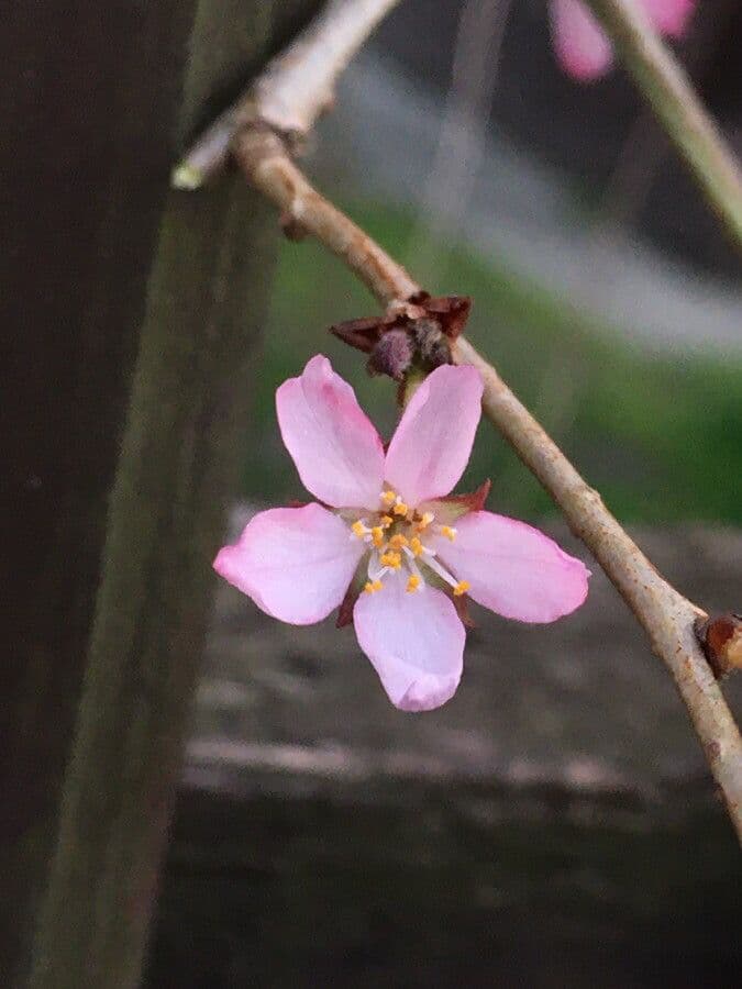Kirschpflaume 2