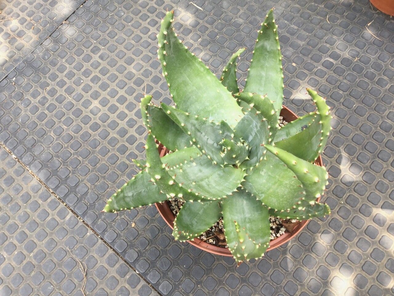 Aloe aculeata 3