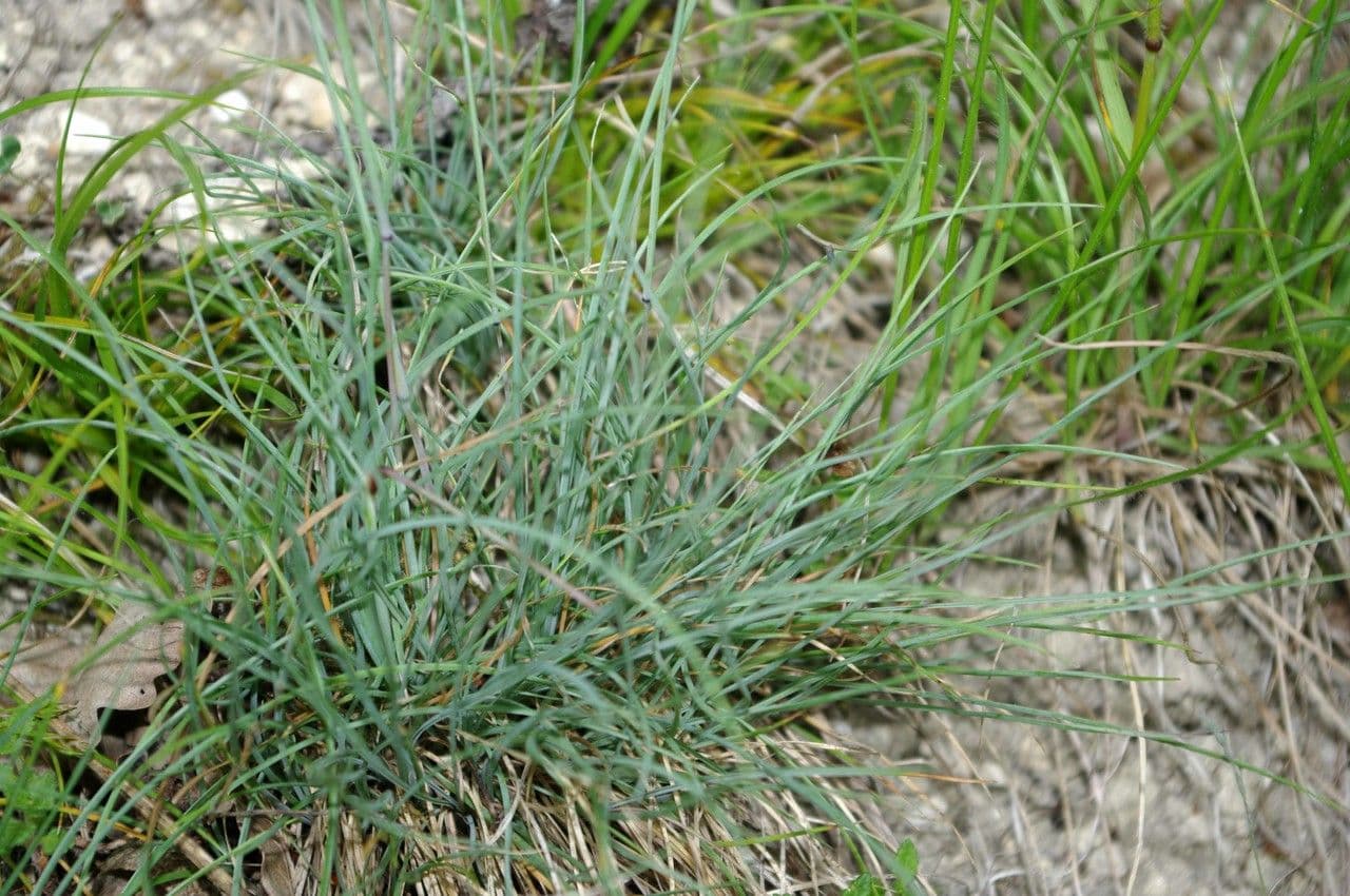 Festuca marginata 13
