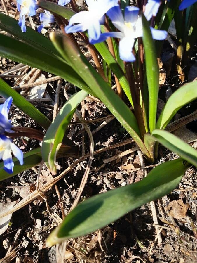Scilla Forbesa 9