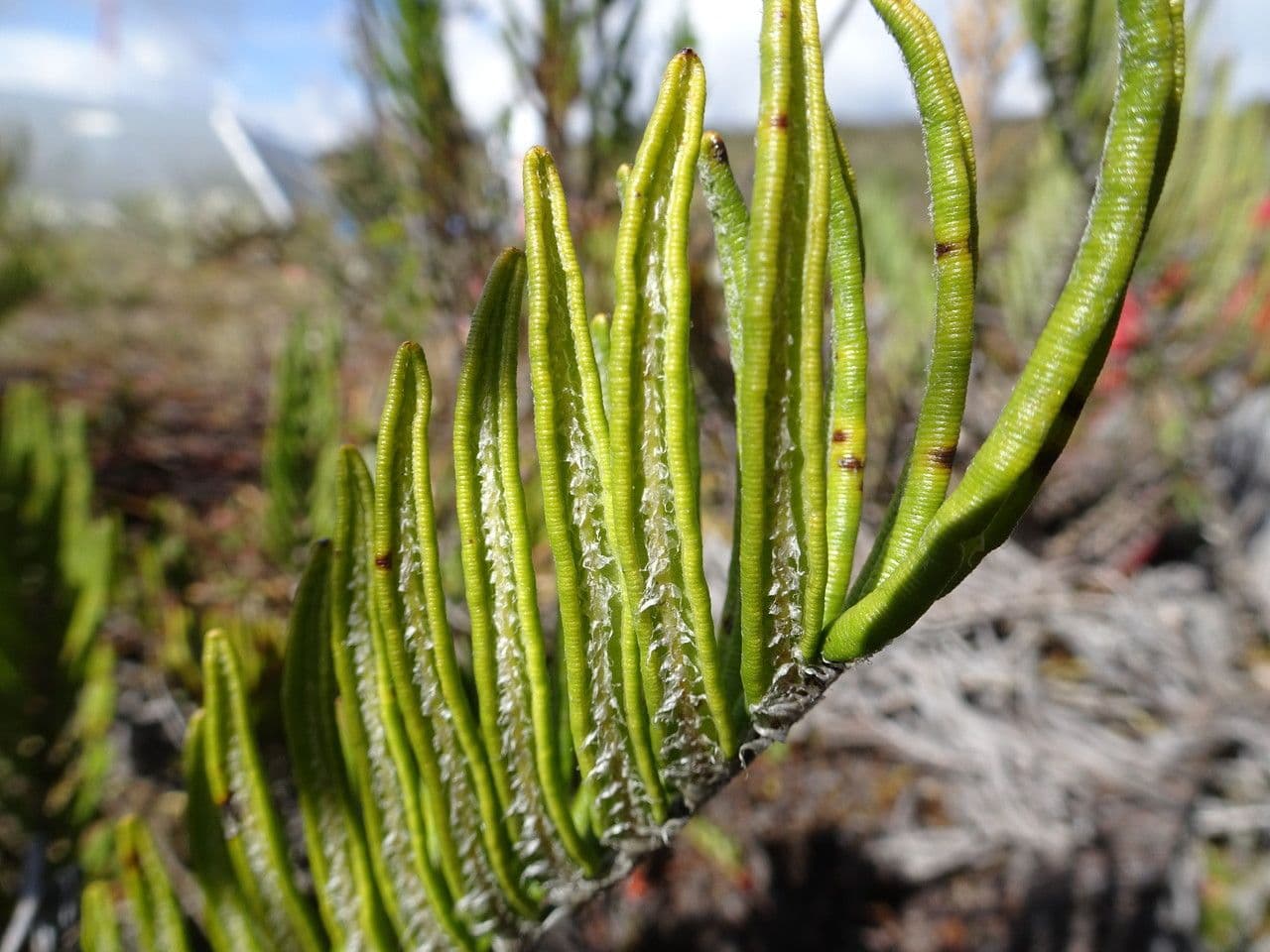 Blechnum 6