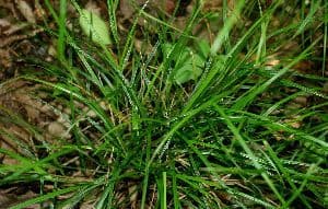 Scleria lithosperma 4