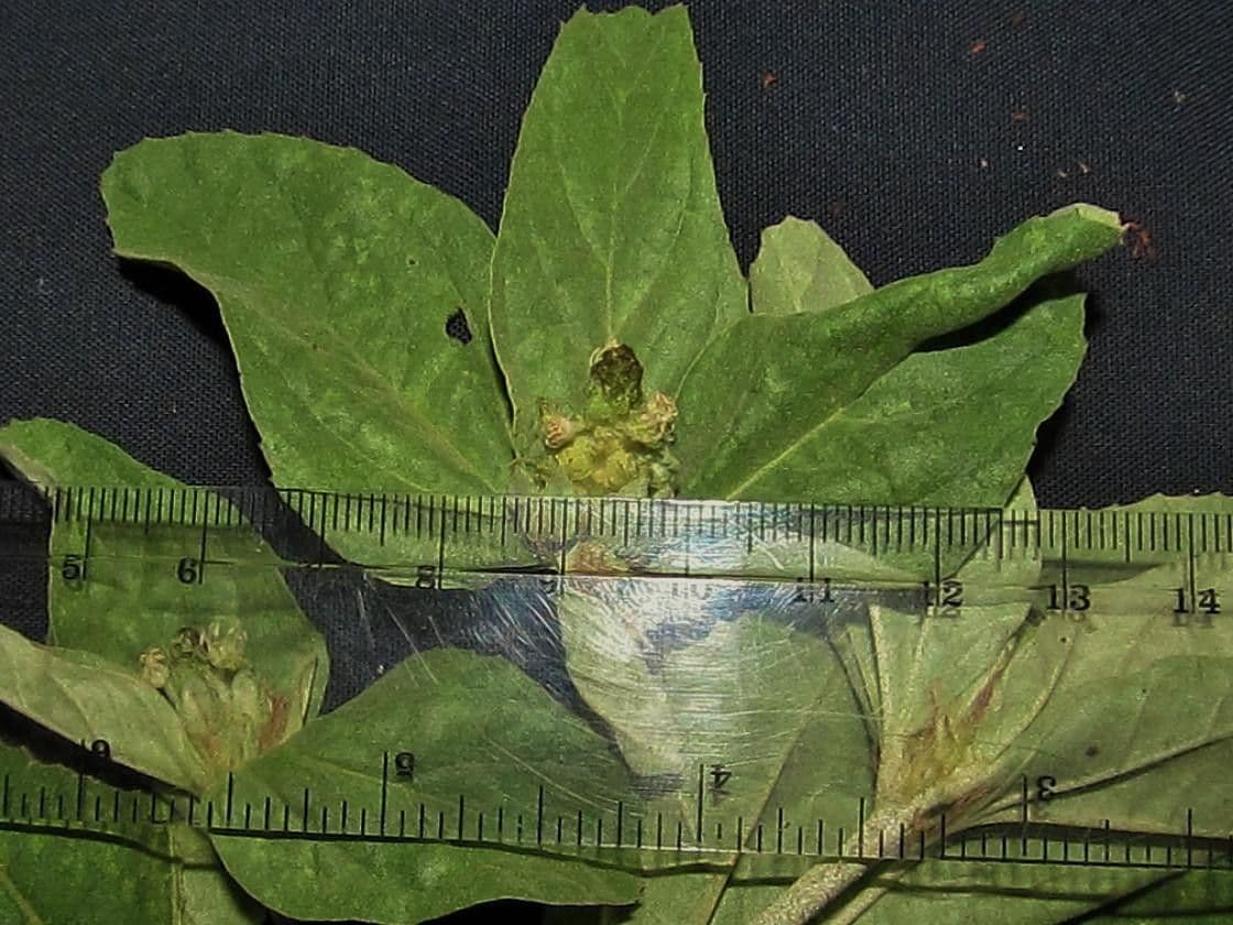 Croton argentato 10