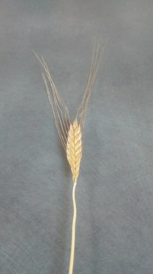 Grano monococco 4