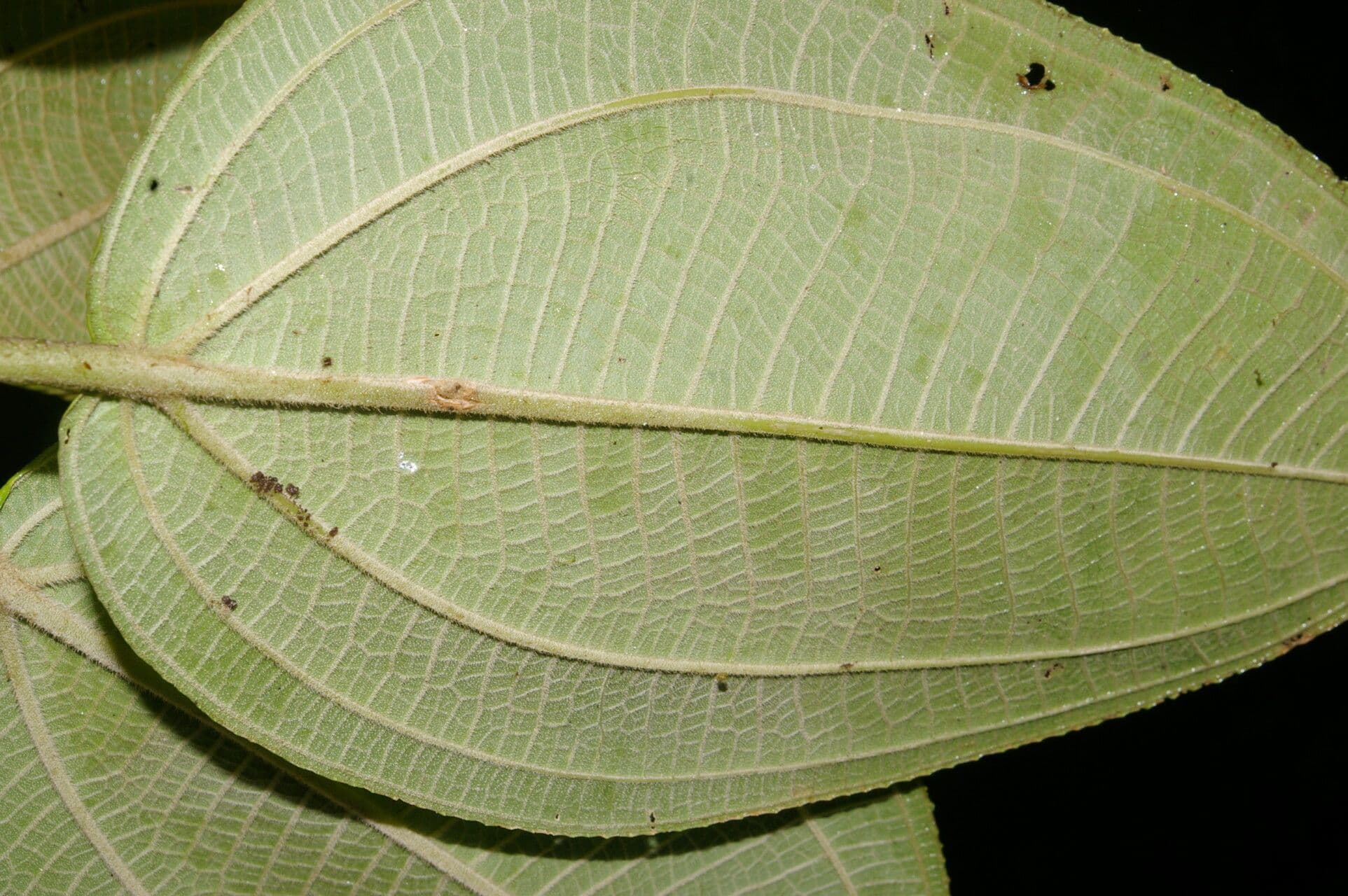 Meriania 8