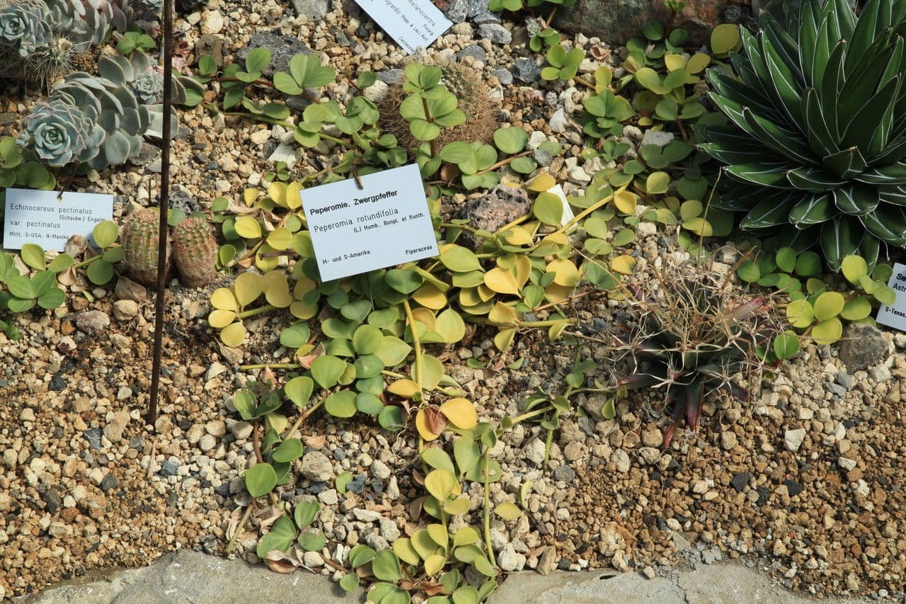 Peperomia 10