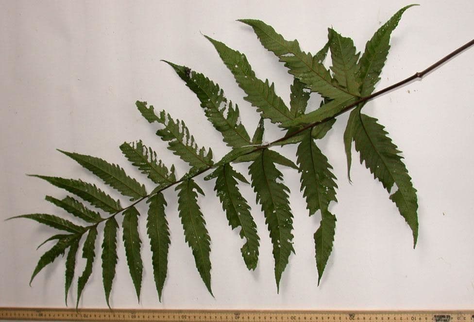 Tektaria wcinana 11