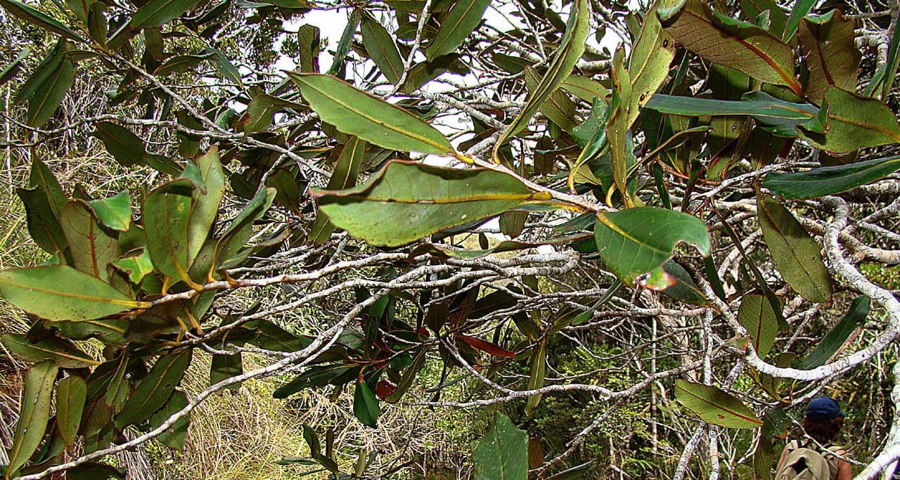 Nothofagus 6