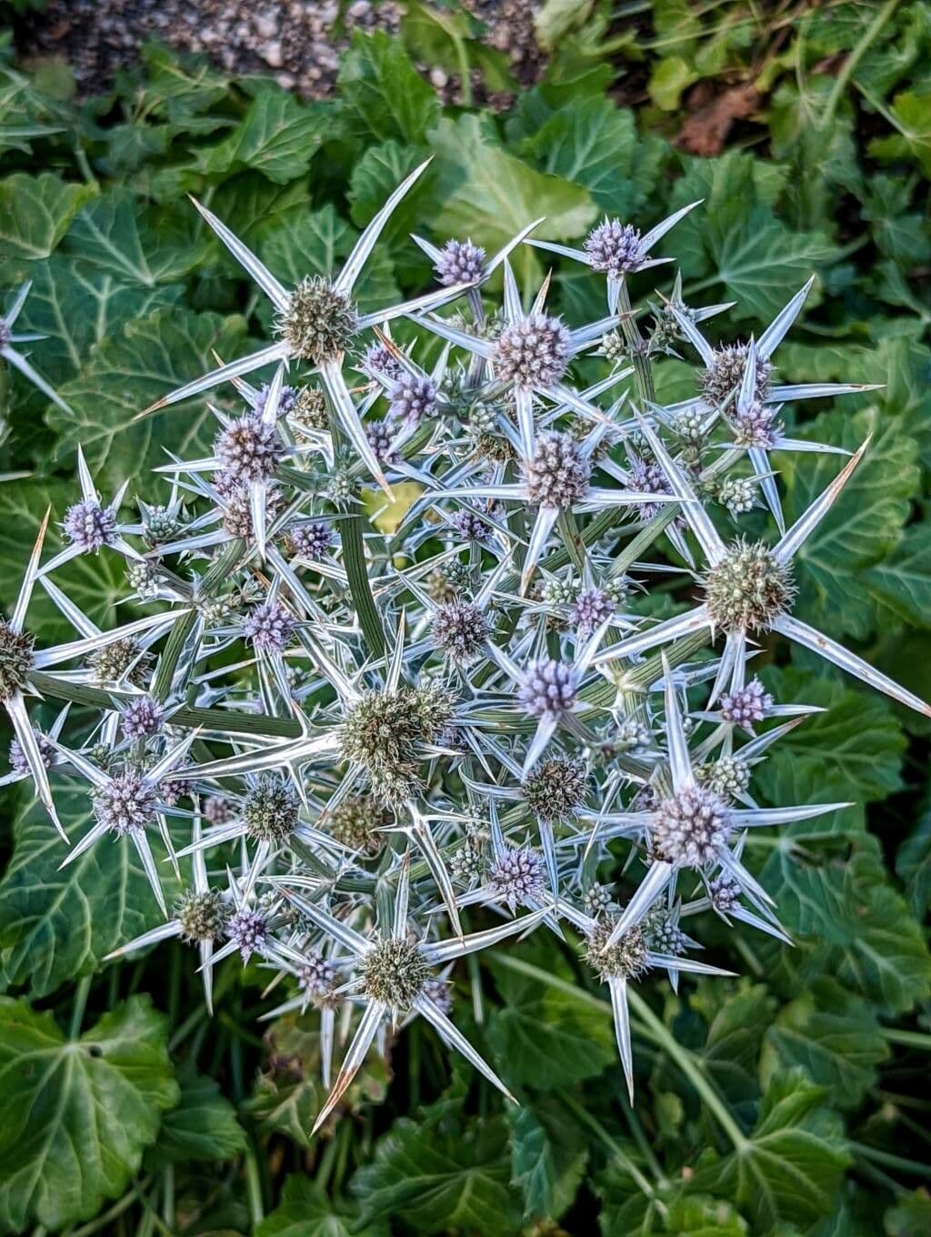 Panicaut 5