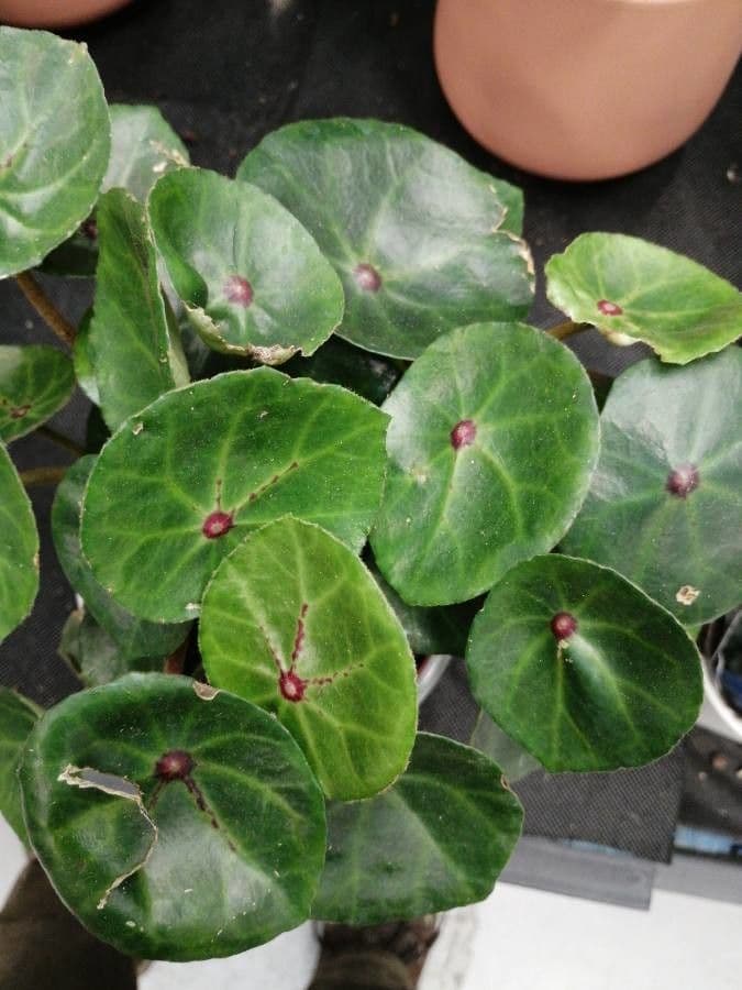 Begonia