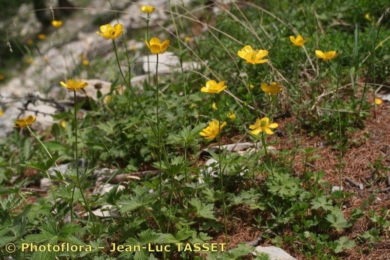 Ranunculus aduncus 14