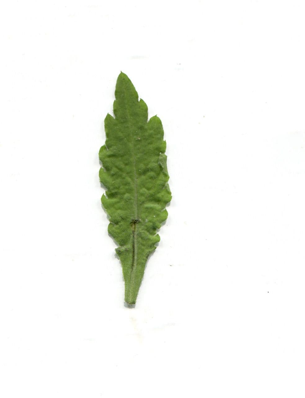 Weißliches Berufkraut 28