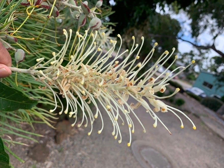 Grevillea 3