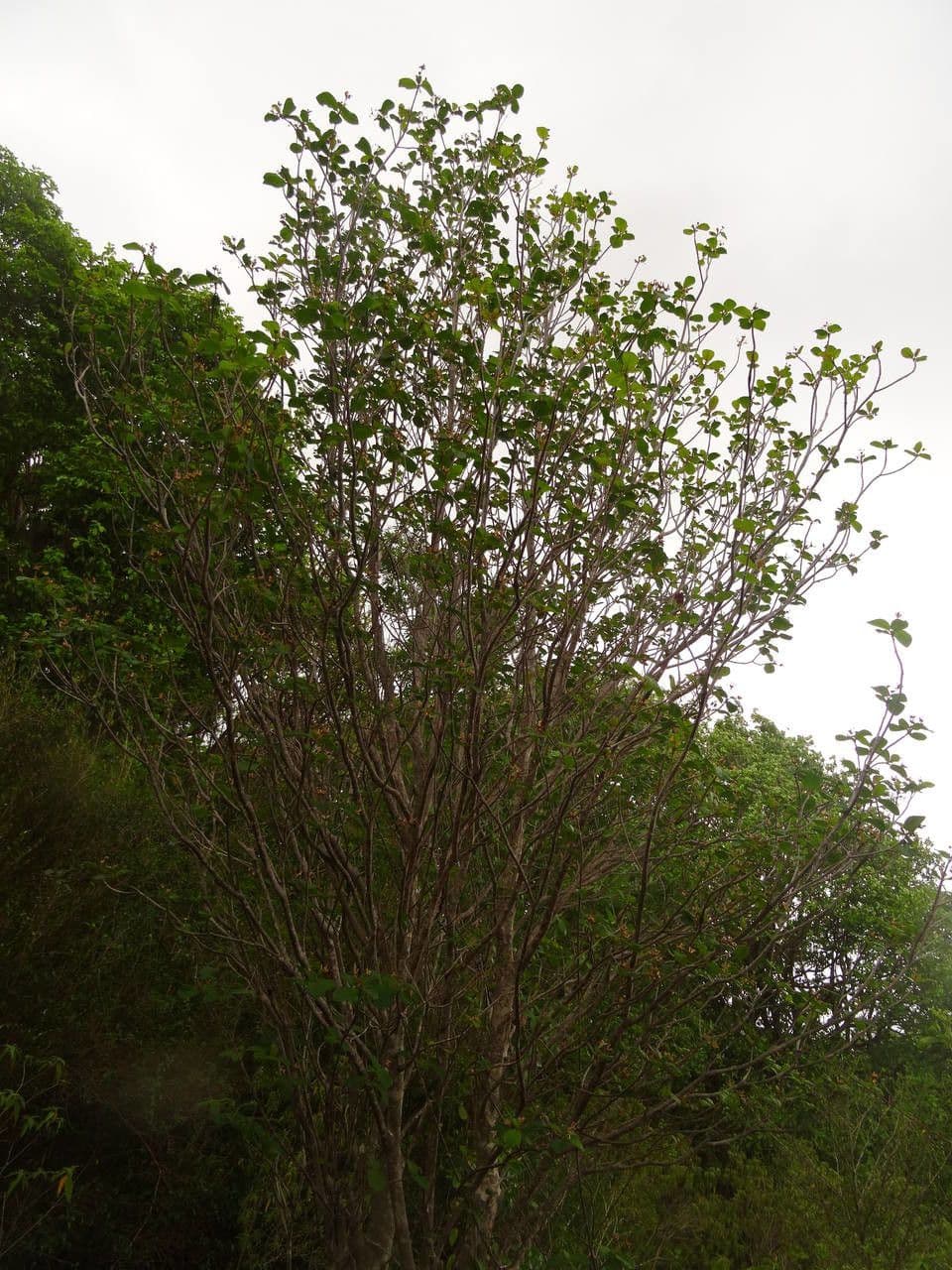 Guettarda scabra 13
