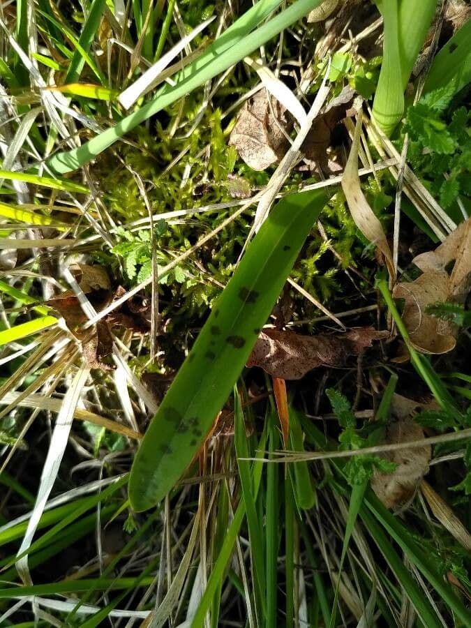 Sumpf-Knabenkraut 12