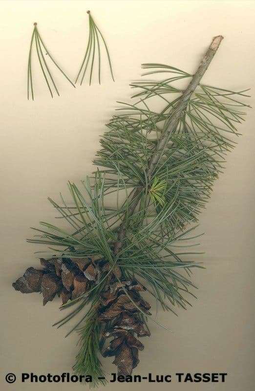 Pino parviflora 28