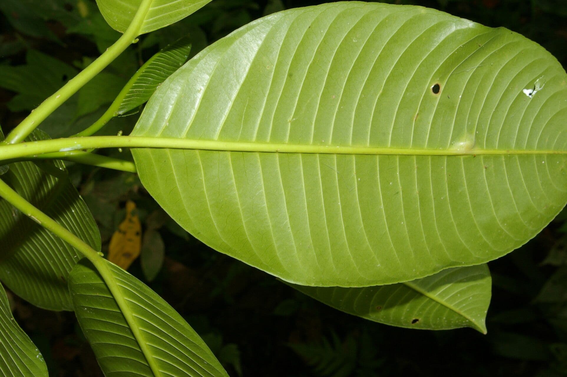 Sapium 3