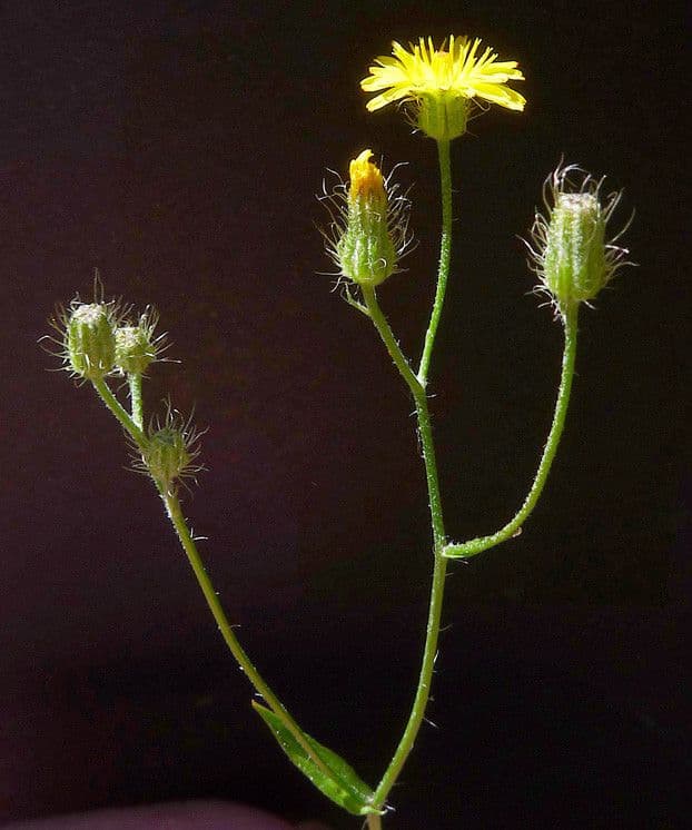 Kleinblütige Pippau 17