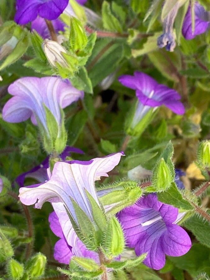 Campanula dichotomous 3