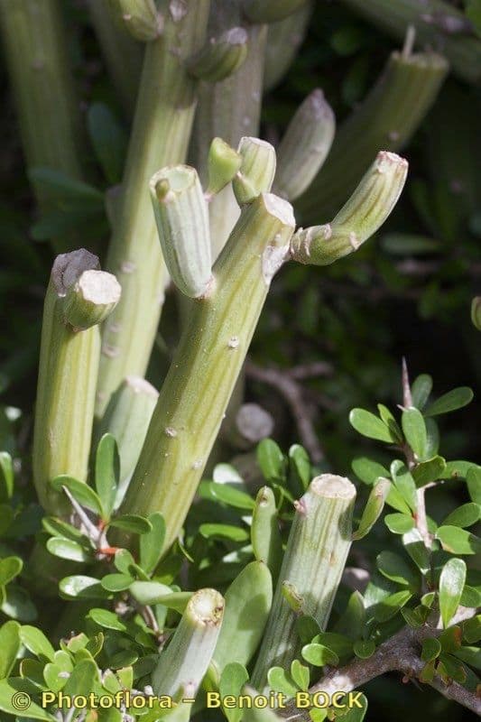 Kleinia anteuphorbium 23