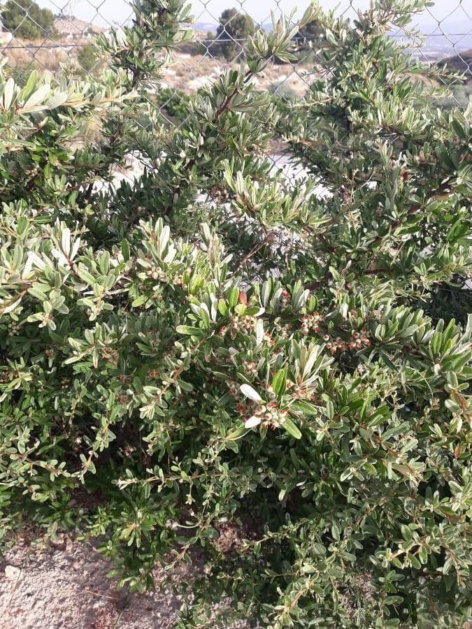 Pyracantha de Koidzumi 21