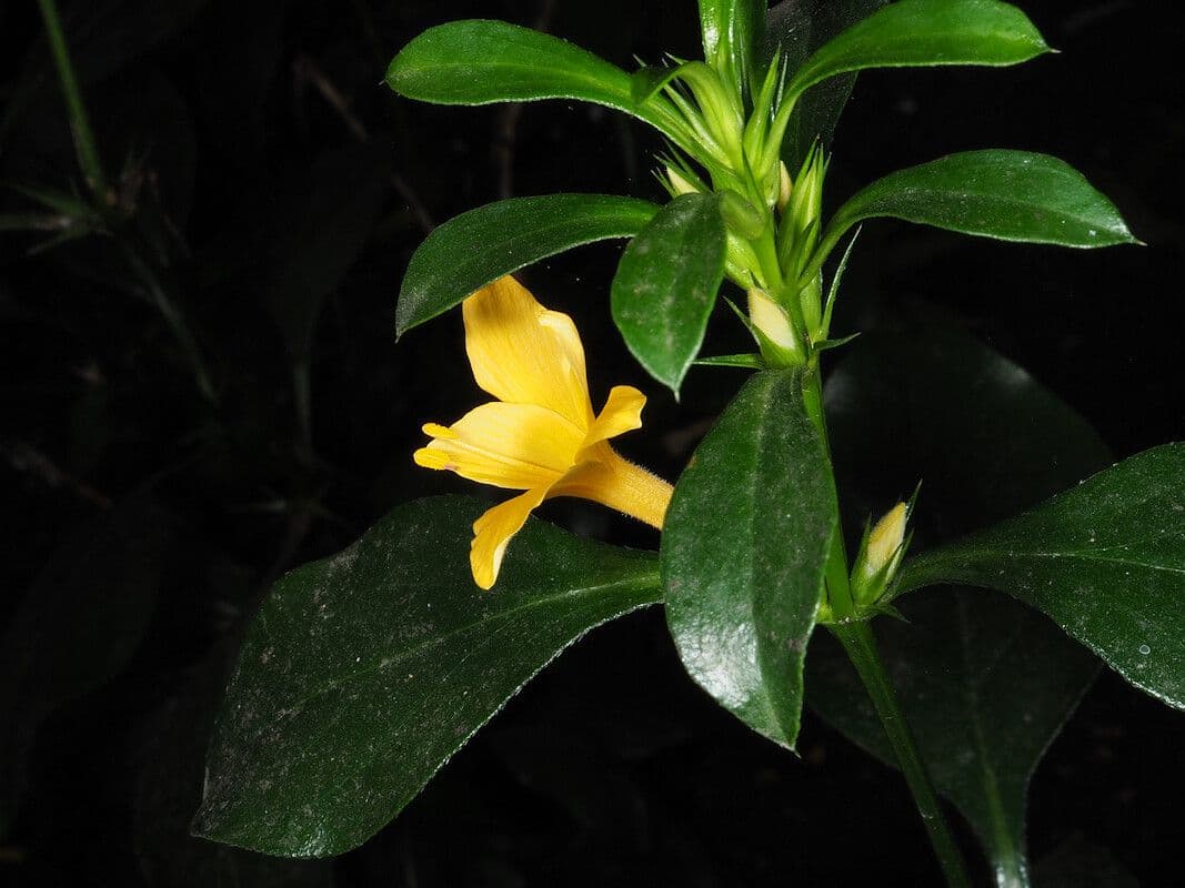 Barleria spinosa 10