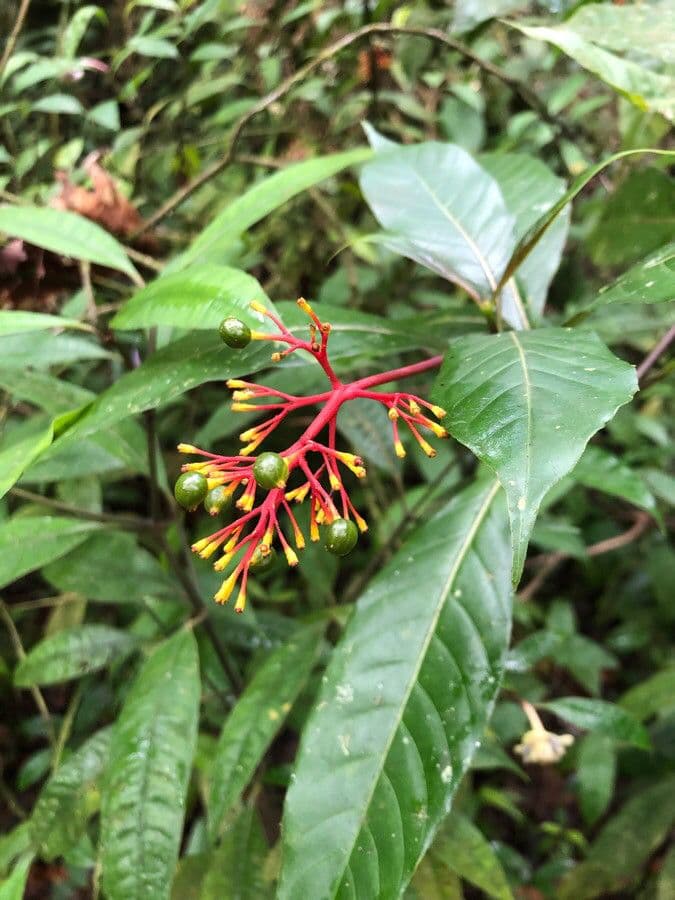Palicourea crocea 6