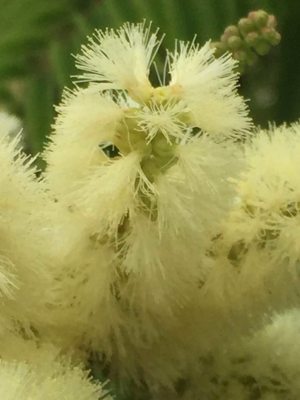 Senegalia 7