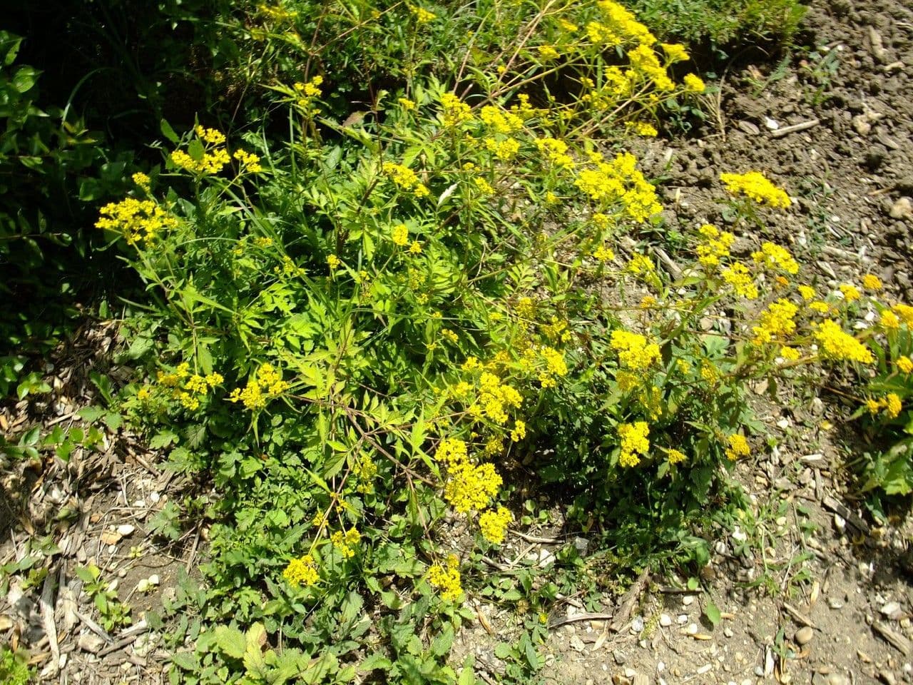 Patrinia 4