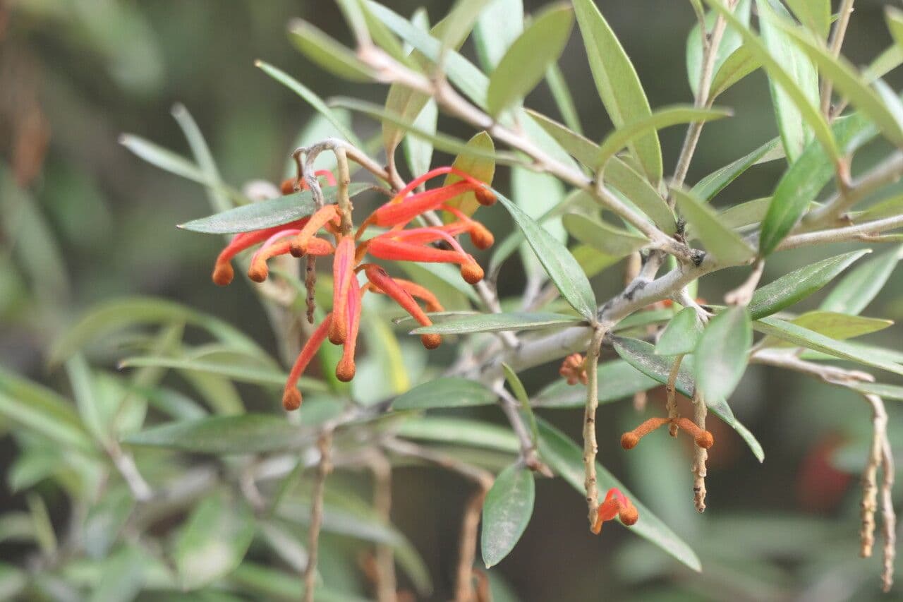 Grevillea reale 2