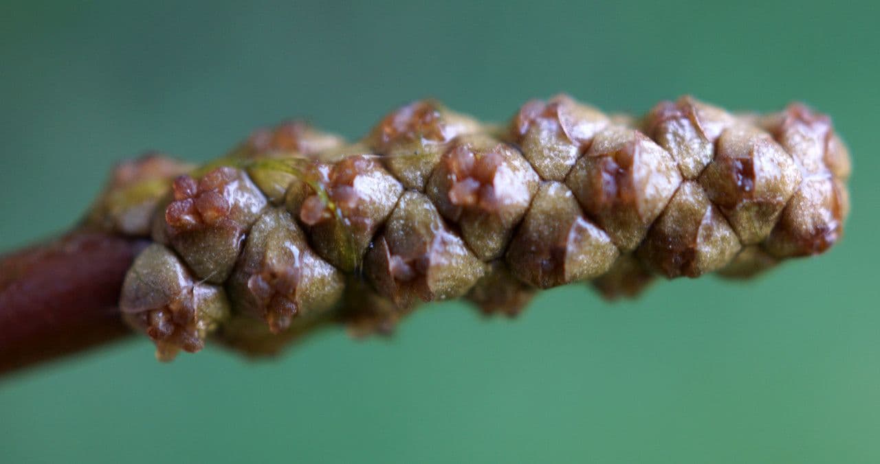 Potamogeto natante