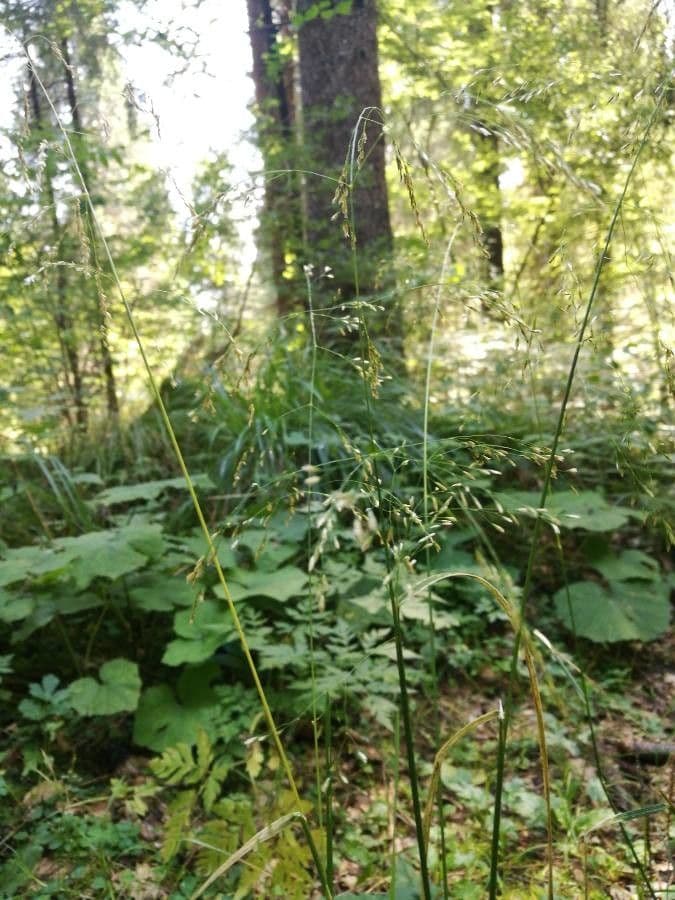 Wald-Schwingel 6