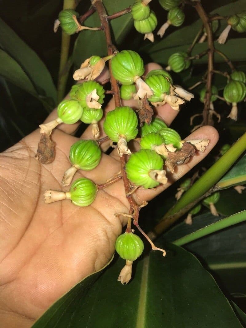 Cardamomo 2